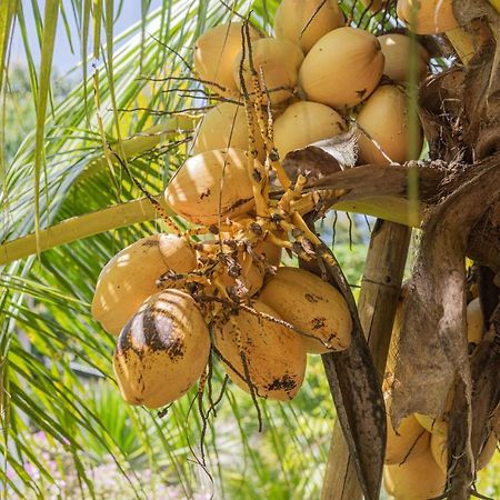 Nyuh Kadah Guest House Sakti المظهر الخارجي الصورة