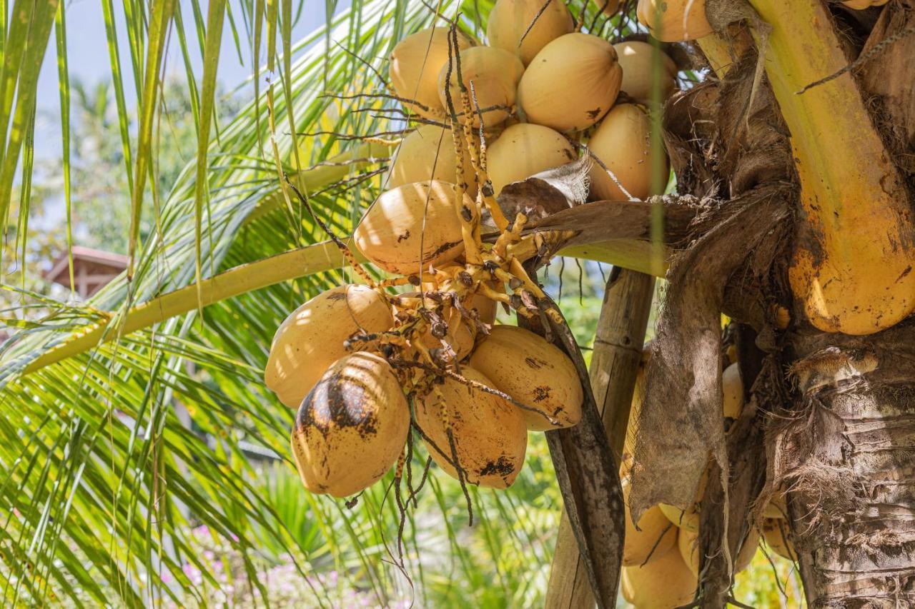 Nyuh Kadah Guest House Sakti المظهر الخارجي الصورة